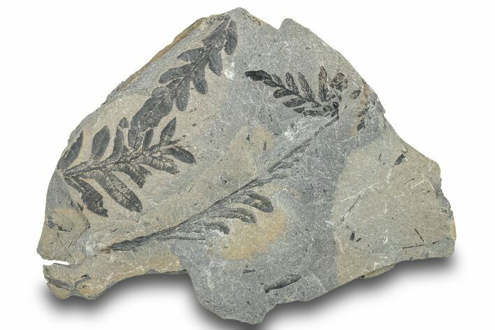 Pennsylvanian Fern (Alethopteris) Plate - Kentucky #252368